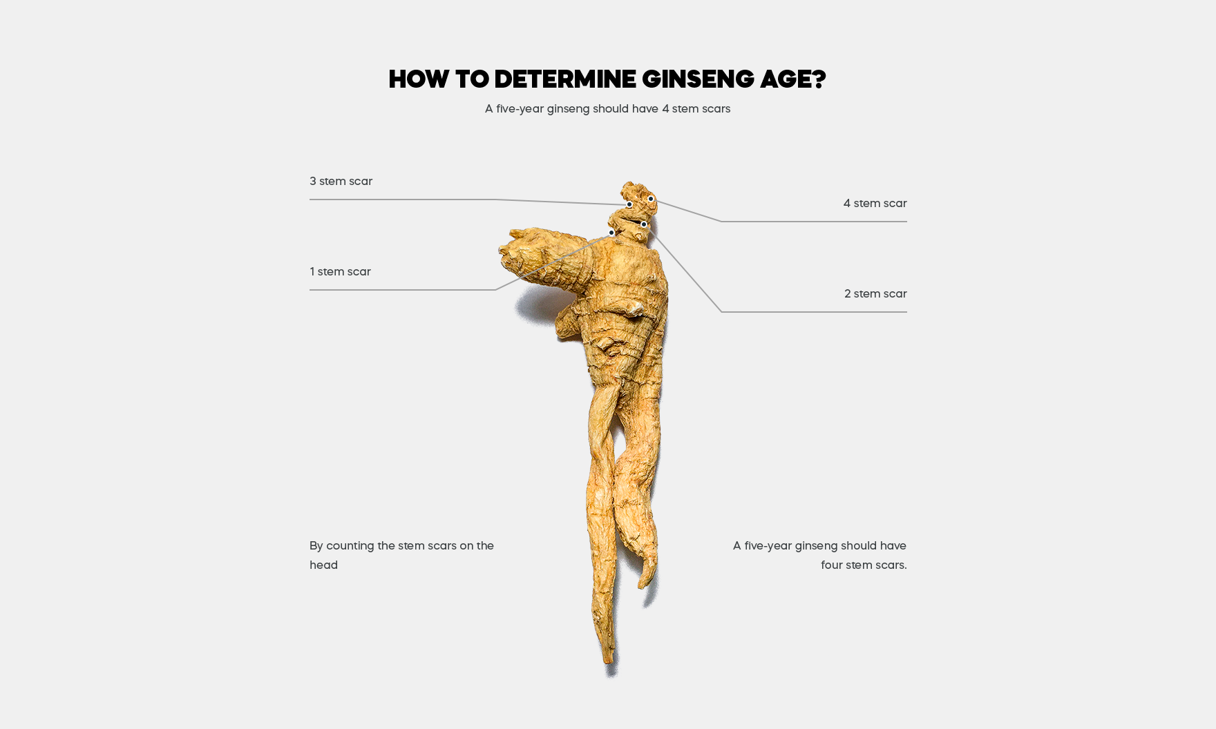 How to tell ginseng age
