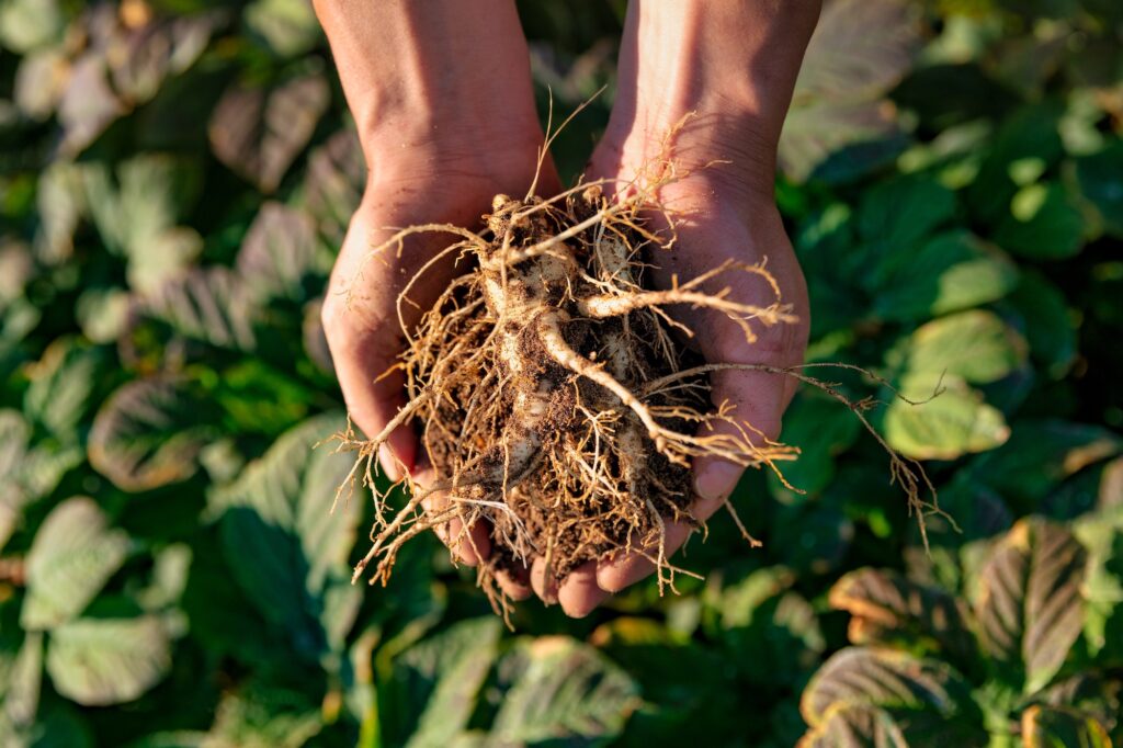North American ginseng