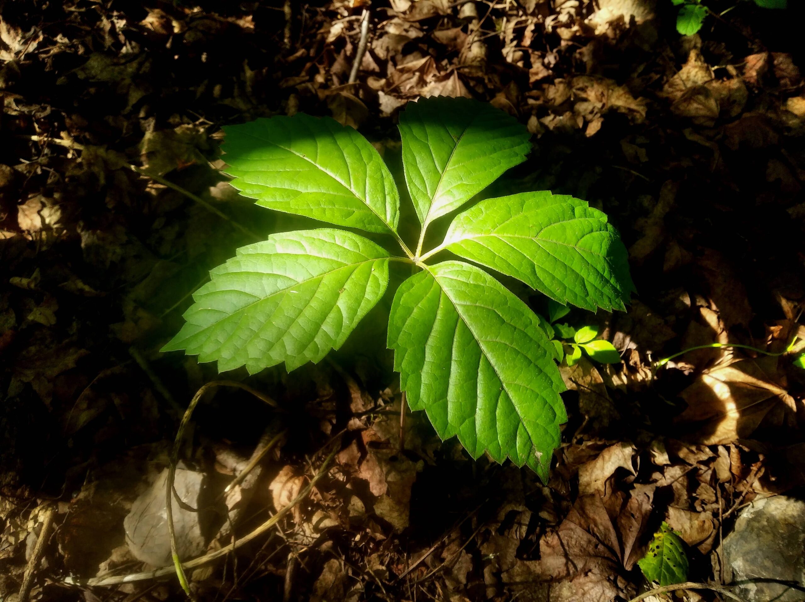 Canadian ginseng plant Panax quinquefolius leaves growing in Ontario showing natural origin and health benefits