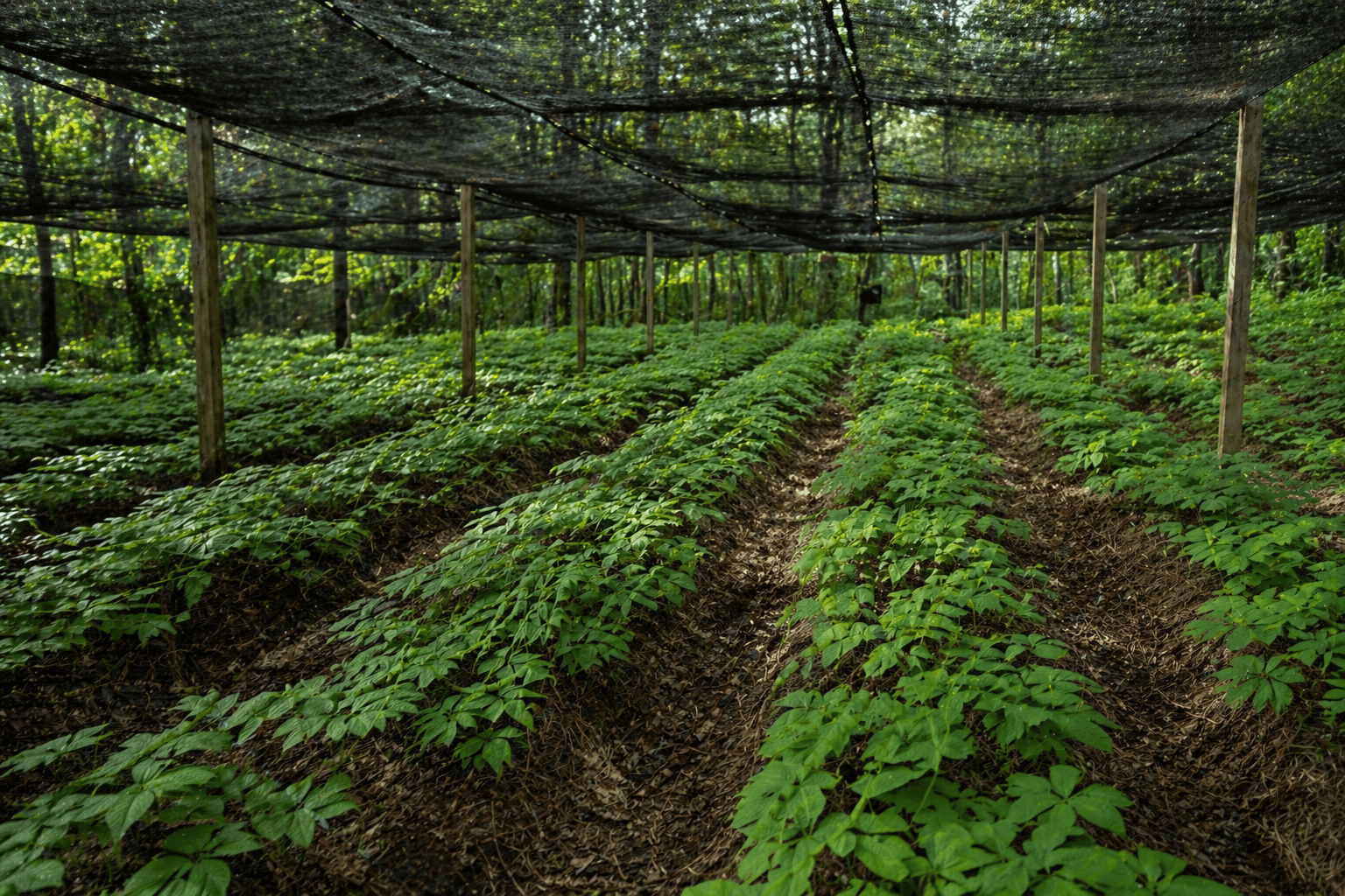Ontario ginseng farm shaded fields showing North American ginseng growing conditions and soil quality