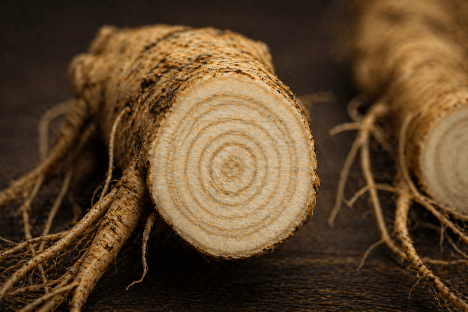 cross section of 5-year Ontario ginseng root showing dense structure and peak ginsenoside concentration